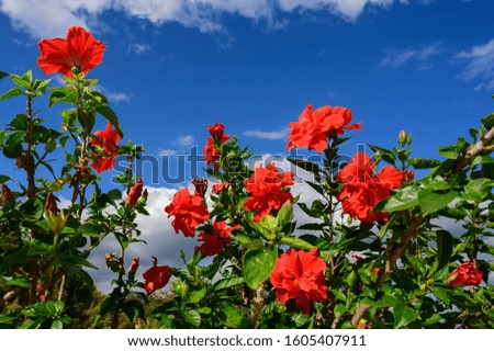 Focus on a mass of red hibiscus on a background of sunny sky
