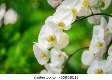 Focus on the middle flowers of this exotic, large, showy orchid, (Phalaenopsis aphrodite plantation) in full bloom in a Singapore garden.