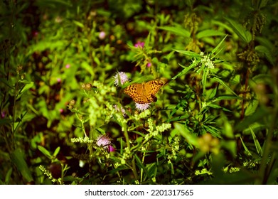 Focus On Mother-of-pearl Big Butterfly On Pink Flower. Wild Nature, Summer Landscape. Selective Focus. Wildflowers, Juicy Green Grasses, Hot Bright Summer. Wallpaper, Background, Postcard