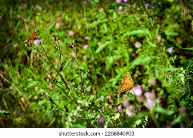 Focus On Mother-of-pearl Big Butterfly On Pink Flower. Red Peacock Butterfly Out Of Focus. Wild Nature, Summer Landscape. Selective Focus. Wildflowers, Juicy Green Grasses, Hot Bright Summer. Postcard