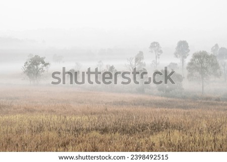 Focus on Nature tree with fog in the morning sunrise time, Thung Kamang Phukhieo Widelife Sanctuary, Chaiyaphum province, Thailand 