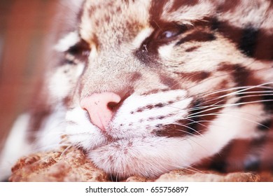 Focus On The Nose, A Clouded Leopard Cub Sleeps