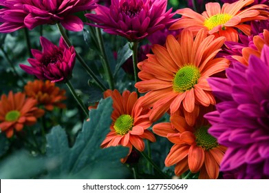 Focus on an orange chrysanthemum flower hidden in the middle of its field and surrounded by other colorful chrysanthemums - Shutterstock ID 1277550649