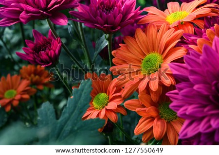 Focus on an orange chrysanthemum flower hidden in the middle of its field and surrounded by other colorful chrysanthemums