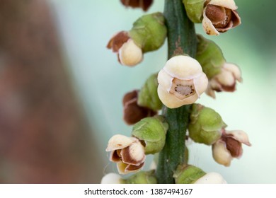 Lanzones Fruits Imagenes Fotos De Stock Y Vectores Shutterstock