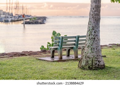 Focus on a palm tree in the foreground, with a bench overlooking beautiful scenery at the harbor at Ala Moana beyond, in Honolulu, Hawaii.