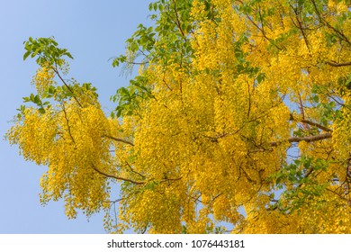 Focus On Part Indian Laburnum Tree Stock Photo 1076443181 | Shutterstock