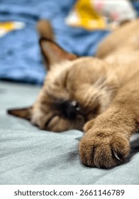 Focus on paw cat while it sleep.
