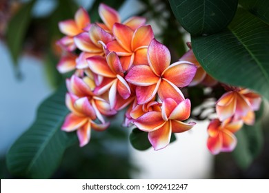 Focus on peach-colored frangipani flowers in artistic fashion with a blurred background made of green leaves, other frangipani flowers and a white wall - Shutterstock ID 1092412247