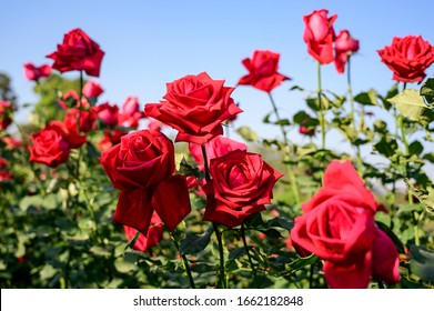 Focus on red roses in a rose field - Shutterstock ID 1662182848