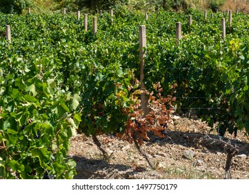 Focus On Single Dead Grape Vine Stock Photo 1497750179 | Shutterstock