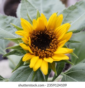 a focus on small sunflower in the garden  - Shutterstock ID 2359124109