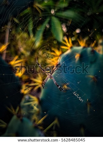 Similar – Foto Bild abstrakte Natur in einer dunklen Umgebung mit verschwommenem Hintergrund