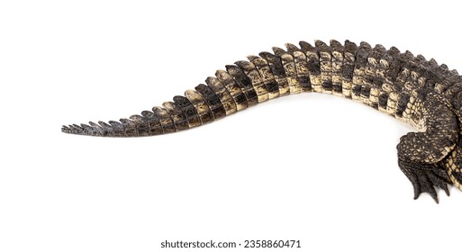 Enfoque en la cola de un cocodrilo del Nilo, Crocodylus niloticus, aislado en blanco