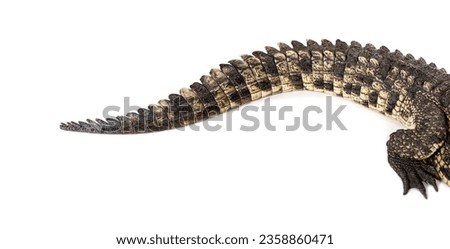 Focus on the tail of a Nile crocodile, Crocodylus niloticus, isolated on white