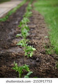 Focus On Tomato Seedlings In Watered Flowerbed In The Black Soil. Plant Care, Environmentally Friendly Product Concept, Horticulture, Agricultural Hobby