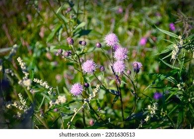 Focus On The Wasp Flying Towards The Pink Flower. Wild Nature, Summer Landscape. Selective Focus. Wildflowers, Juicy Green Grasses, Hot Bright Summer. Wallpaper, Background, Postcard