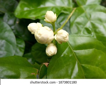 Sampaguita Flower の画像 写真素材 ベクター画像 Shutterstock