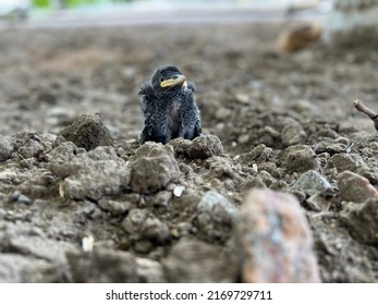 Focus on the young crow, fell out of the nest, sits on a plowed agricultural field