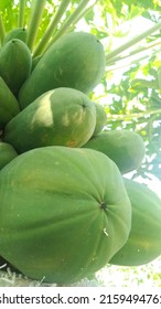 focus photo papaya fruit,suitable for background phot