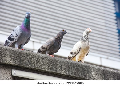 Focus of Pigeons
cling on cement floor in town with City Background (Columba livia domestica), Pigeon or domestic pigeon or Columba livia domestica or rock dove or rock pigeon.
