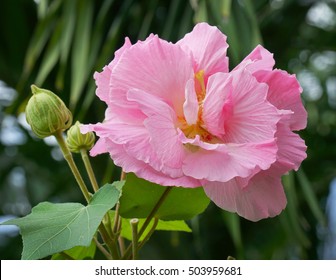 Cotton Rose Mallow Images Stock Photos Vectors Shutterstock