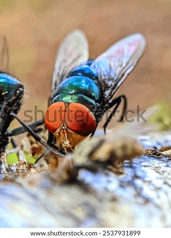 Similar – Foto Bild Schmeißfliegen Tier Fliege