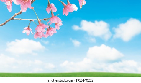 桜 芝生 イラスト 背景 Stock Photos Images Photography Shutterstock