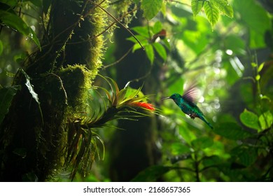 Focus selection. Hummingbird in the rain forest of Costa Rica