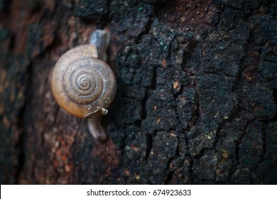 Focus the Shell of Snail on the Tree.
Species of Land Snail in the family Helicidae a Terrestrial Gastropod Molluse.