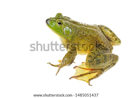  Focus Stacked Closeup Image of a Huge American Bullfrog Sitting   Isolated on White