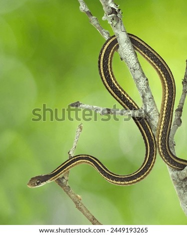 A Focus Stacked Close-up Image of a Small Ribbon Snake on a Dead Oak Tree Branch 