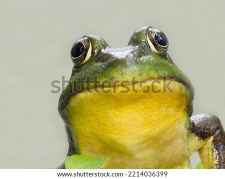 Similar – Image, Stock Photo Close-up of a frog against a night sky background with visible stars and soft glowing horizon