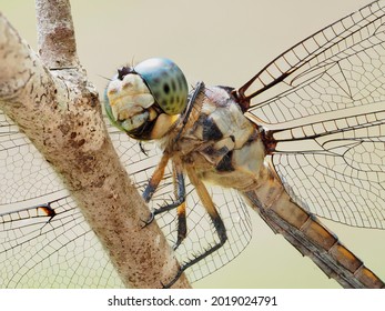 A Focus Stacked Extreme Closeup Image of a Blue Dasher Dragonfly Perched on a Dead Tree Branch