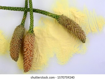 Focus stacked image of male cones and huge amounts of yellow pollen of a Norfolk Island Pine, Araucaria heterophylla, during the actual flowering season in the Southern Hemisphere