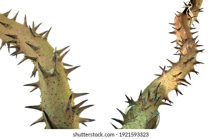 Thorny Vines Images Stock Photos Vectors Shutterstock