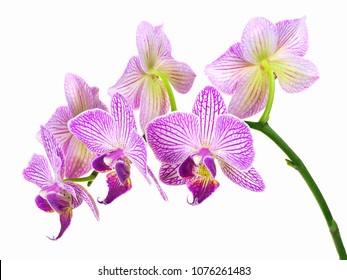 Focus Stacked Image of Six Purple and White Orchids Isolated on White