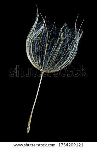 Focus stacked macro image of the feathery bristles of the pappus  of a Western Salsify pllant