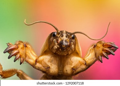 mole cricket