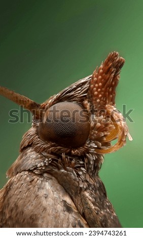 A focus stacked photo of a moth head. Stock photo © 