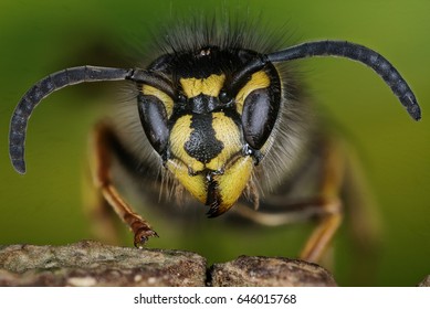 Focus Stacking - Common Wasp, Wasp