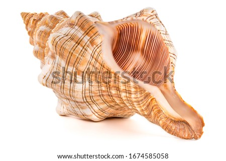 Focus stacking of a sea shell on white background