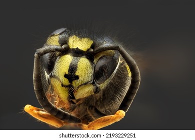 Focus Stacking Wasp On Black Background