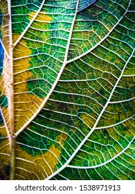 Focus Teak Leaf. Closed Up Focus Young Teak Leaf - Show Detail, Vain, Partial