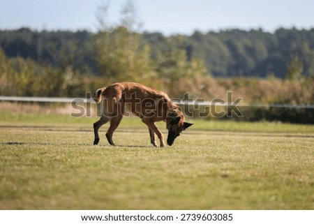 Focused Belgian Malinois selecting the correct wooden scent article during an official obedience trial. Highly trained working dog demonstrating precision and discipline in competitive dog sports.