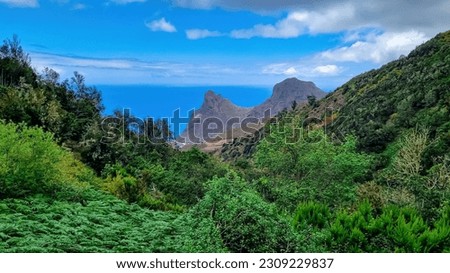 Focused close up view on fern plants. Blurred view on Roque de las Animas crag  in the Anaga mountain range, north coast of Tenerife, Canary Islands, Spain, Europe. Hiking trail from Afur to Taganana