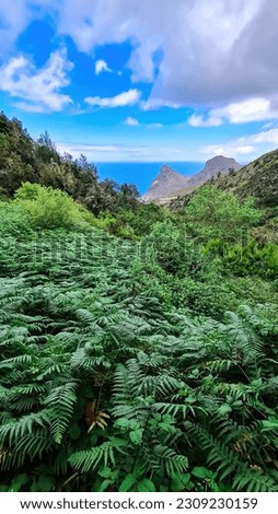 Focused close up view on fern plants. Blurred view on Roque de las Animas crag  in the Anaga mountain range, north coast of Tenerife, Canary Islands, Spain, Europe. Hiking trail from Afur to Taganana