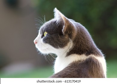 Focused Domestic Cat Side Profile