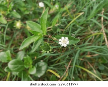 Focused False Daisy White Head or Eclipta Prostrata with Blurred Background