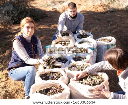 Focused farmer family checking freshly harvested olives in sacks on plantation on sunny day